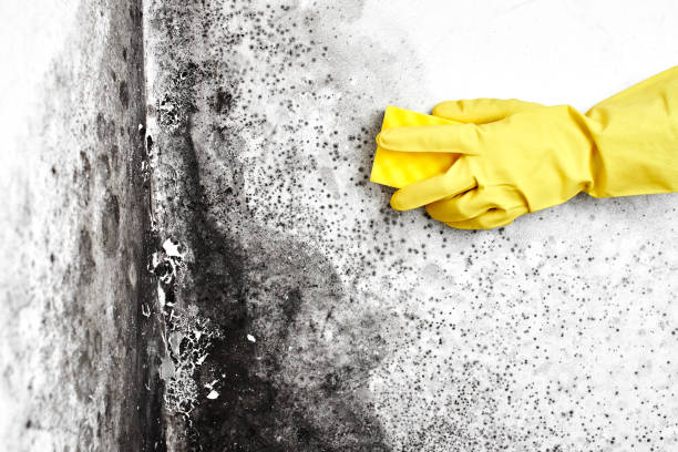 Reliable Union City, OK Mold Inspection, Removal & Remediation Solutions